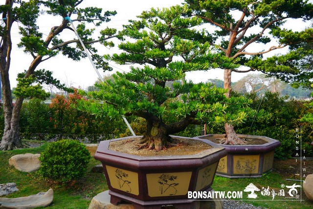 P1350841 [羅漢松]等待，是為了下一次的蛻變(26) 蛻變專題(The plan)