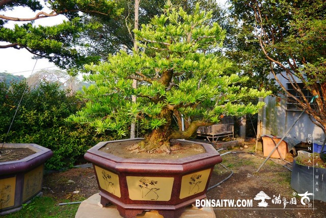 P1350844 [羅漢松]等待，是為了下一次的蛻變(23) 蛻變專題(The plan)