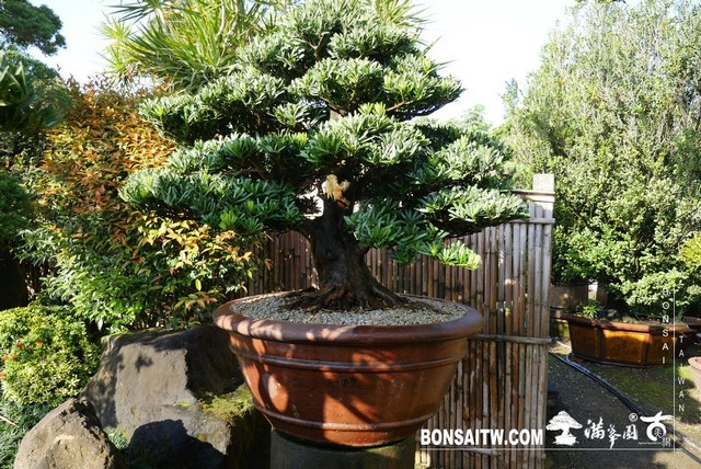 P1380430 [羅漢松]等待，是為了下一次的蛻變(18) 盆栽(Bonsai)