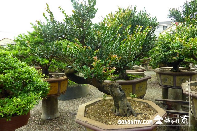 P1390775 [象牙樹]等待，是為了下一次的蛻變(25) 蛻變專題(The plan)