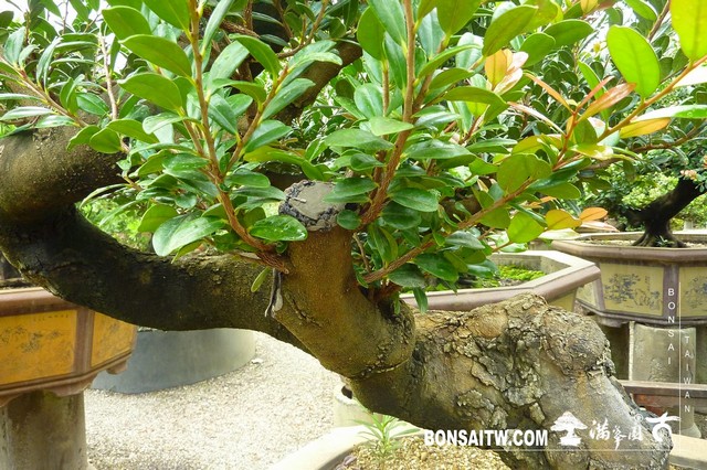 P1390776 [象牙樹]等待，是為了下一次的蛻變(25) 蛻變專題(The plan)