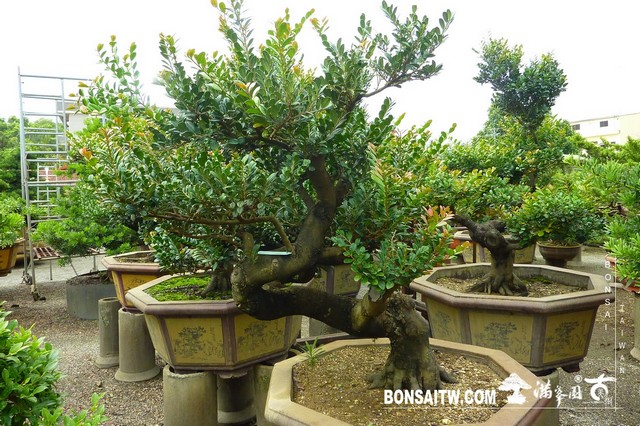 P1390779 [象牙樹]等待，是為了下一次的蛻變(25) 蛻變專題(The plan)