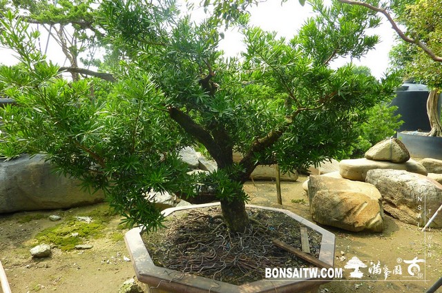 P1390999 [羅漢松]等待，是為了下一次的蛻變(24) 蛻變專題(The plan)