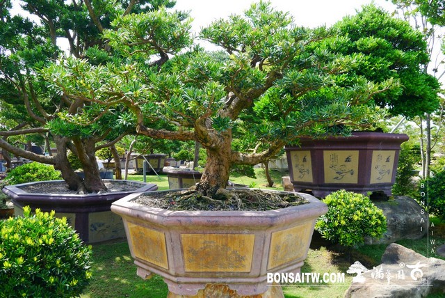 P1400333 [羅漢松]等待，是為了下一次的蛻變(24) 蛻變專題(The plan)