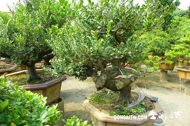 P1400578 [象牙樹]等待，是為了下一次的蛻變(25) 蛻變專題(The plan)