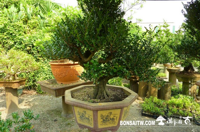 P1400635 [象牙樹]等待，是為了下一次的蛻變(27) 盆栽(Bonsai)