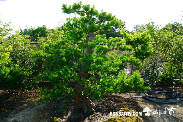 P1400877 [羅漢松]等待，是為了下一次的蛻變(21) 蛻變專題(The plan)