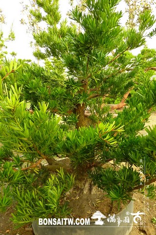 P1430248 [羅漢松]等待，是為了下一次的蛻變(26) 蛻變專題(The plan)