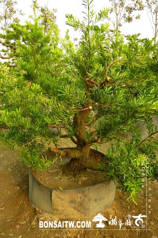 P1430250 [羅漢松]等待，是為了下一次的蛻變(23) 蛻變專題(The plan)