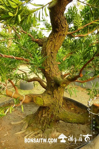 P1430251 [羅漢松]等待，是為了下一次的蛻變(23) 蛻變專題(The plan)