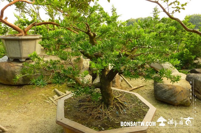 P1430262 [羅漢松]等待，是為了下一次的蛻變(24) 蛻變專題(The plan)