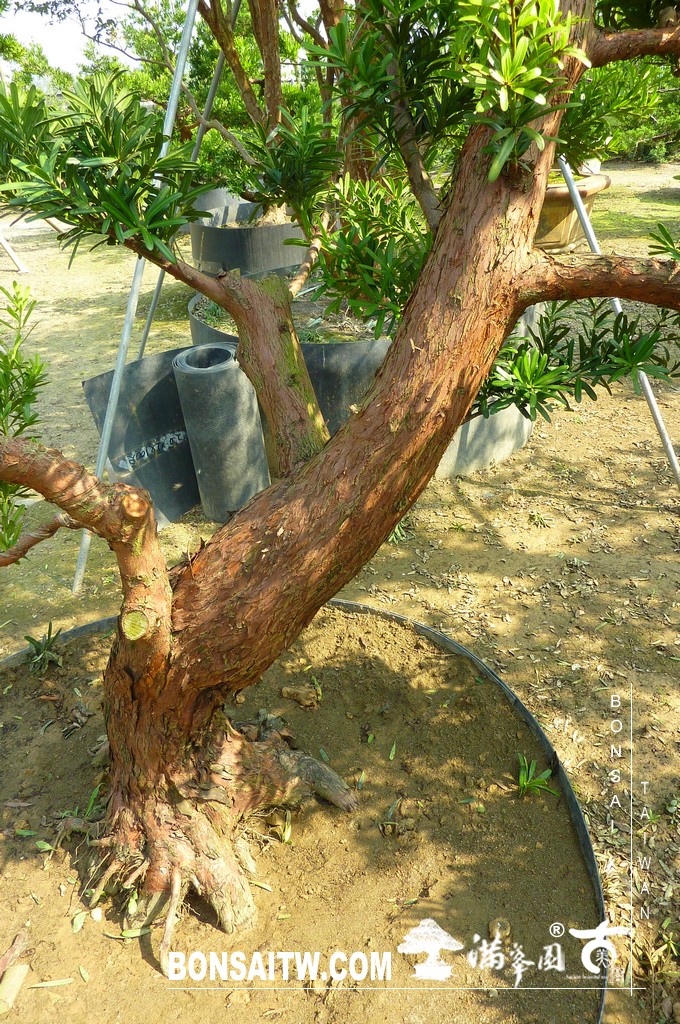 P1430770 [羅漢松]等待，是為了下一次的蛻變(22) 蛻變專題(The plan)