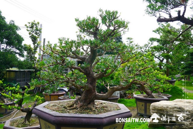 P1430802 [羅漢松]等待，是為了下一次的蛻變(23) 蛻變專題(The plan)