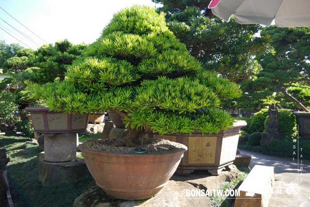 P1450414 [羅漢松]等待，是為了下一次的蛻變(29) 盆栽(Bonsai)