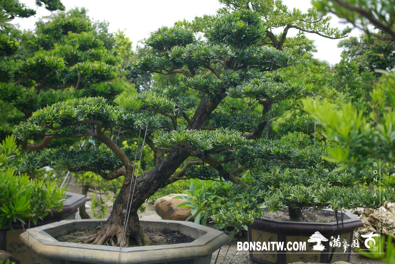 P1450657 [羅漢松]等待，是為了下一次的蛻變(22) 蛻變專題(The plan)