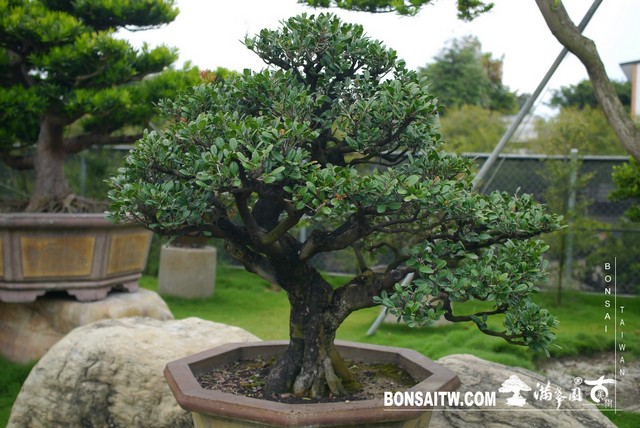 P1450734 [象牙樹]等待，是為了下一次的蛻變(27) 盆栽(Bonsai)