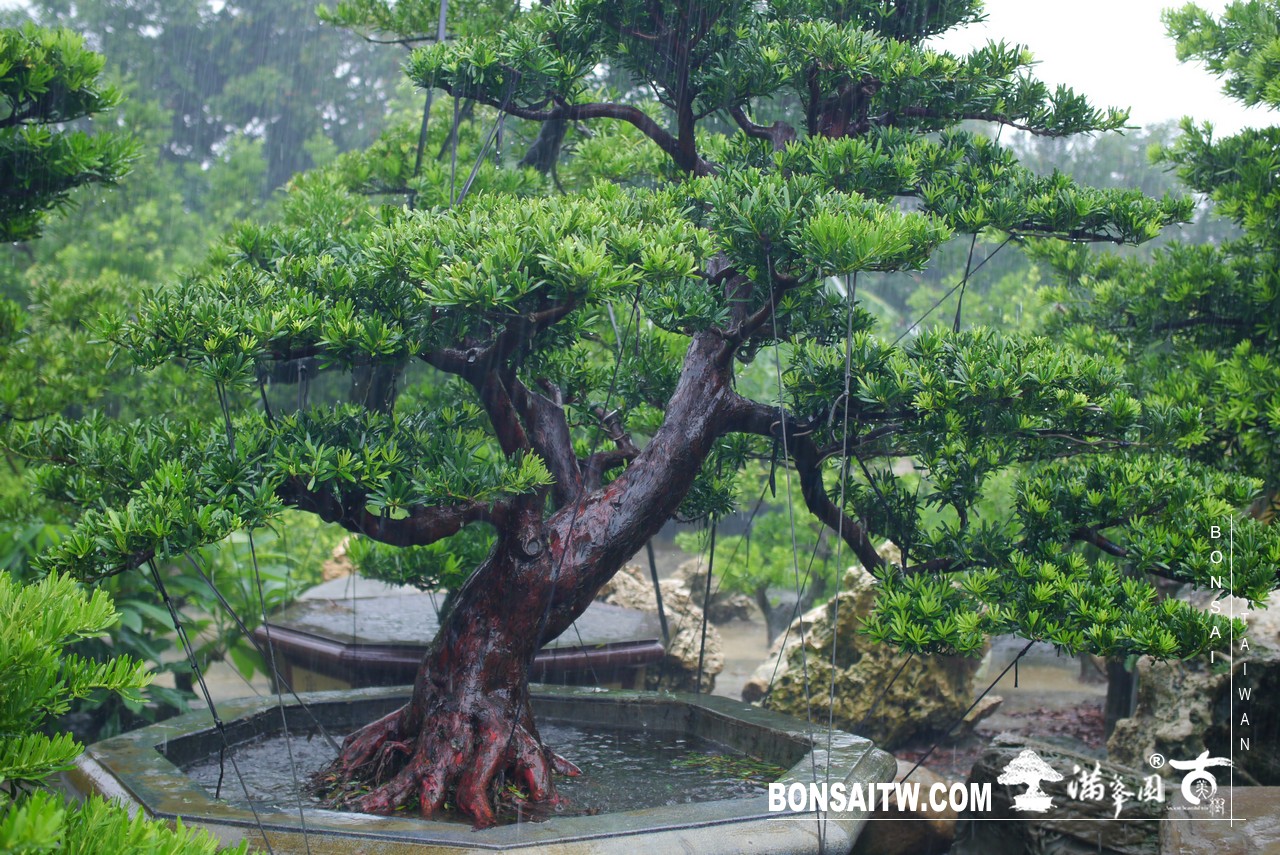 P1460106 [羅漢松]等待，是為了下一次的蛻變(22) 蛻變專題(The plan)