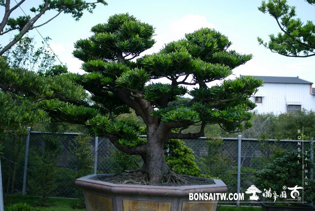 P1470095 [羅漢松]等待，是為了下一次的蛻變(24) 蛻變專題(The plan)