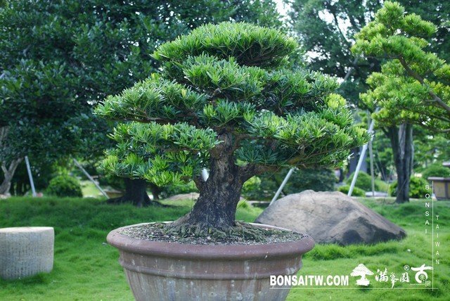 P1470103 [羅漢松]等待，是為了下一次的蛻變(18) 盆栽(Bonsai)