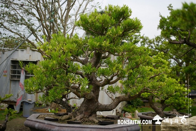 P1480822 [羅漢松]等待，是為了下一次的蛻變(23) 蛻變專題(The plan)