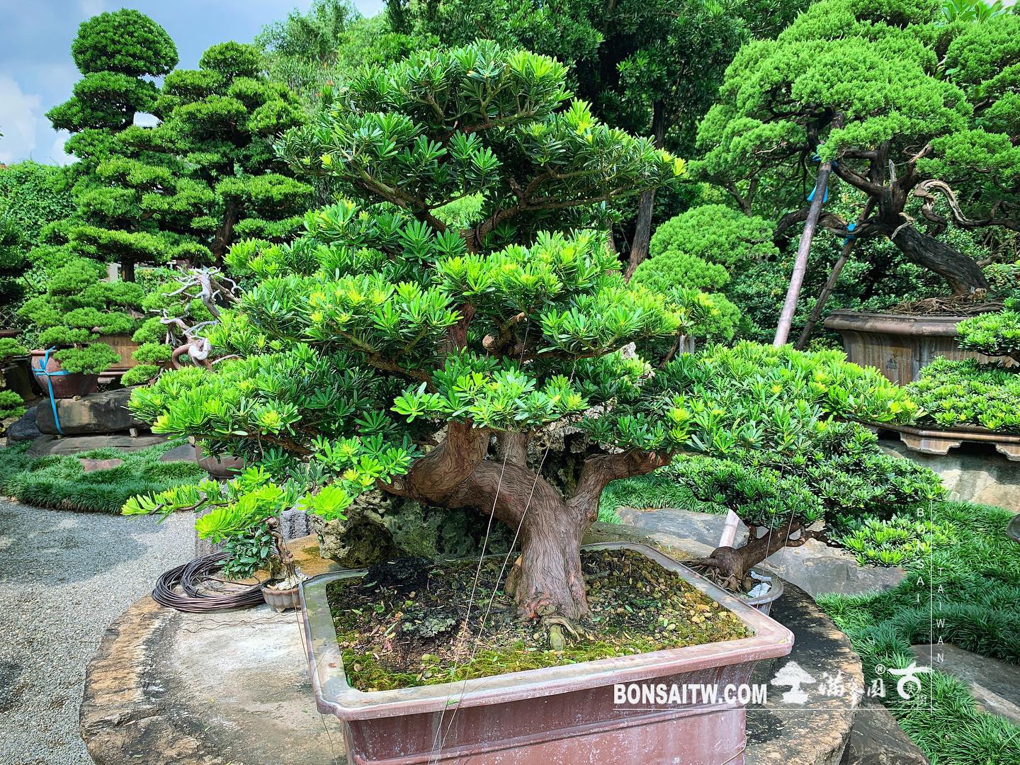 a56bf38a 3502 4e5e 8c37 b18d22fca2cc [晶鑽羅漢松] 路很長，但有走就有機會抵達。 晶鑽羅漢松(Diamond Podocarpus costalis)