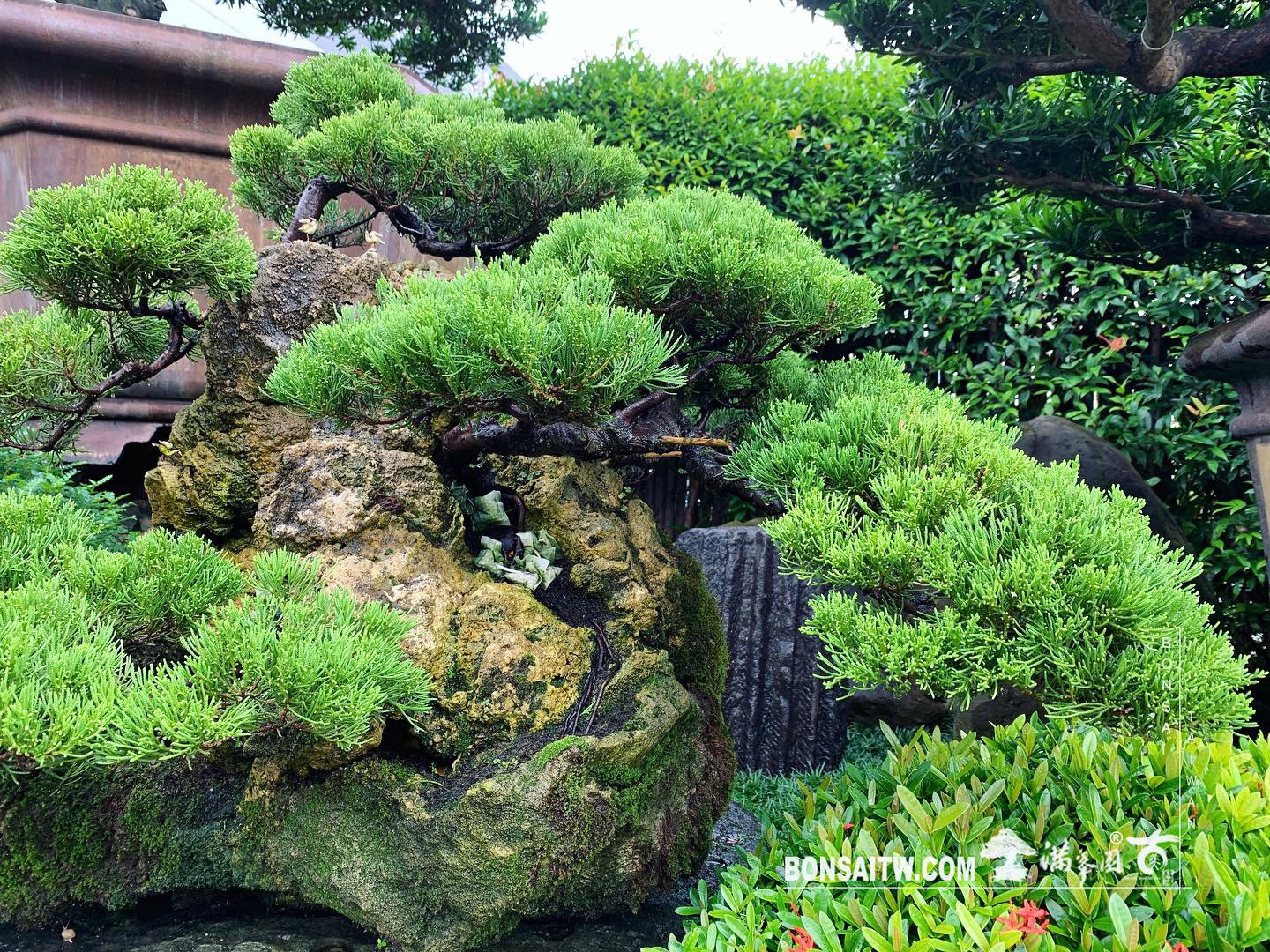 bc623ff0 892b 4c9d 8cdd 98902dcc30f3 [樹石共生之趣]整理 Rock with trre