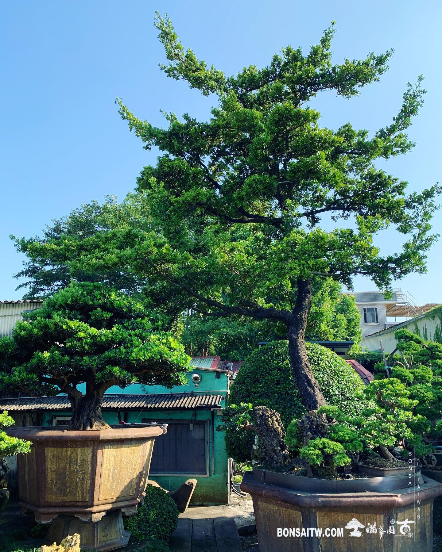 bec1311c 8463 4ebf bf03 b74fecc7f033 [羅漢松] 整理 大型庭園樹專區(Garden Tree)