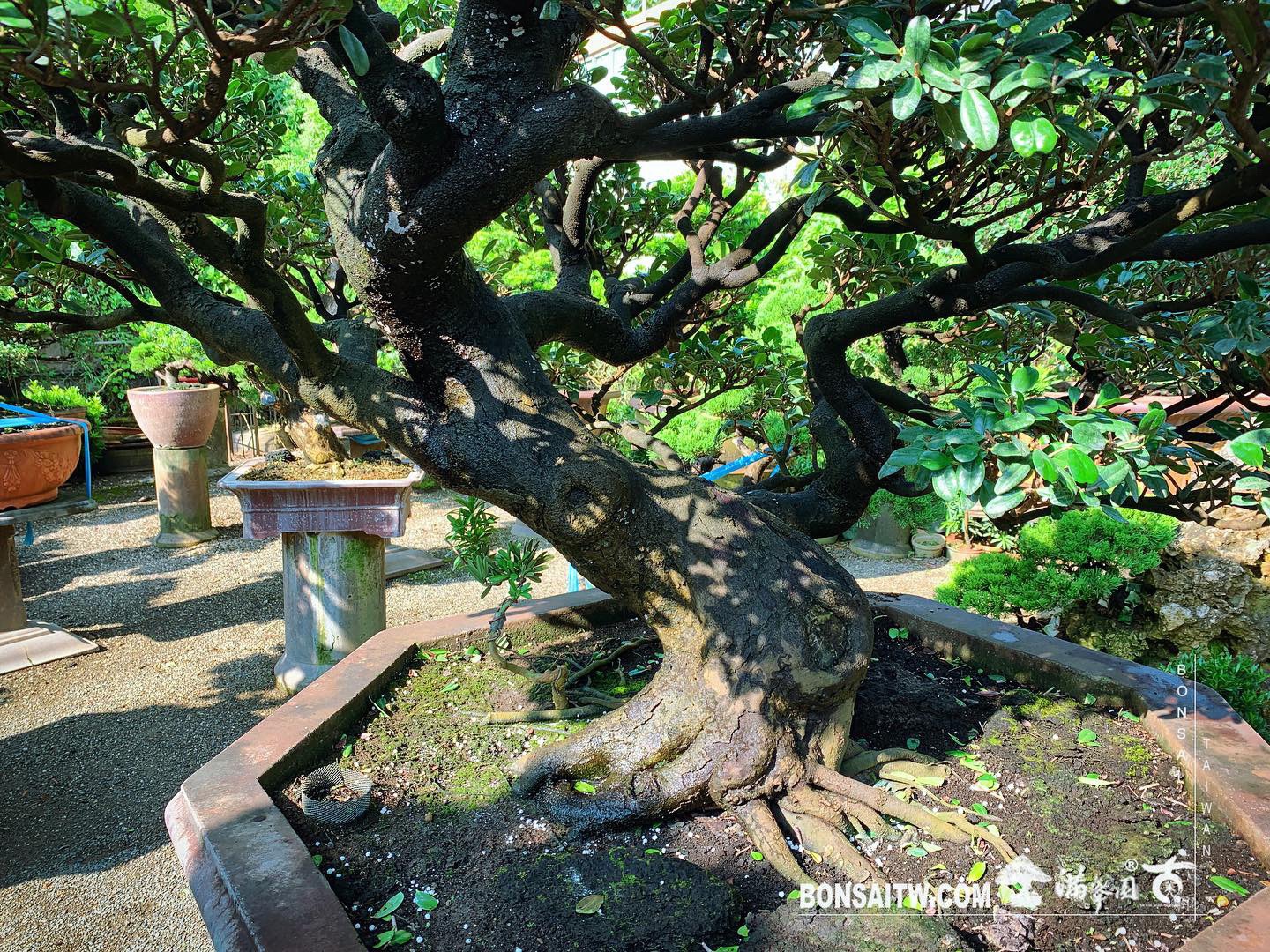 d501d22b b40f 43c5 8904 0af11e80a4b2 [象牙樹] 整理