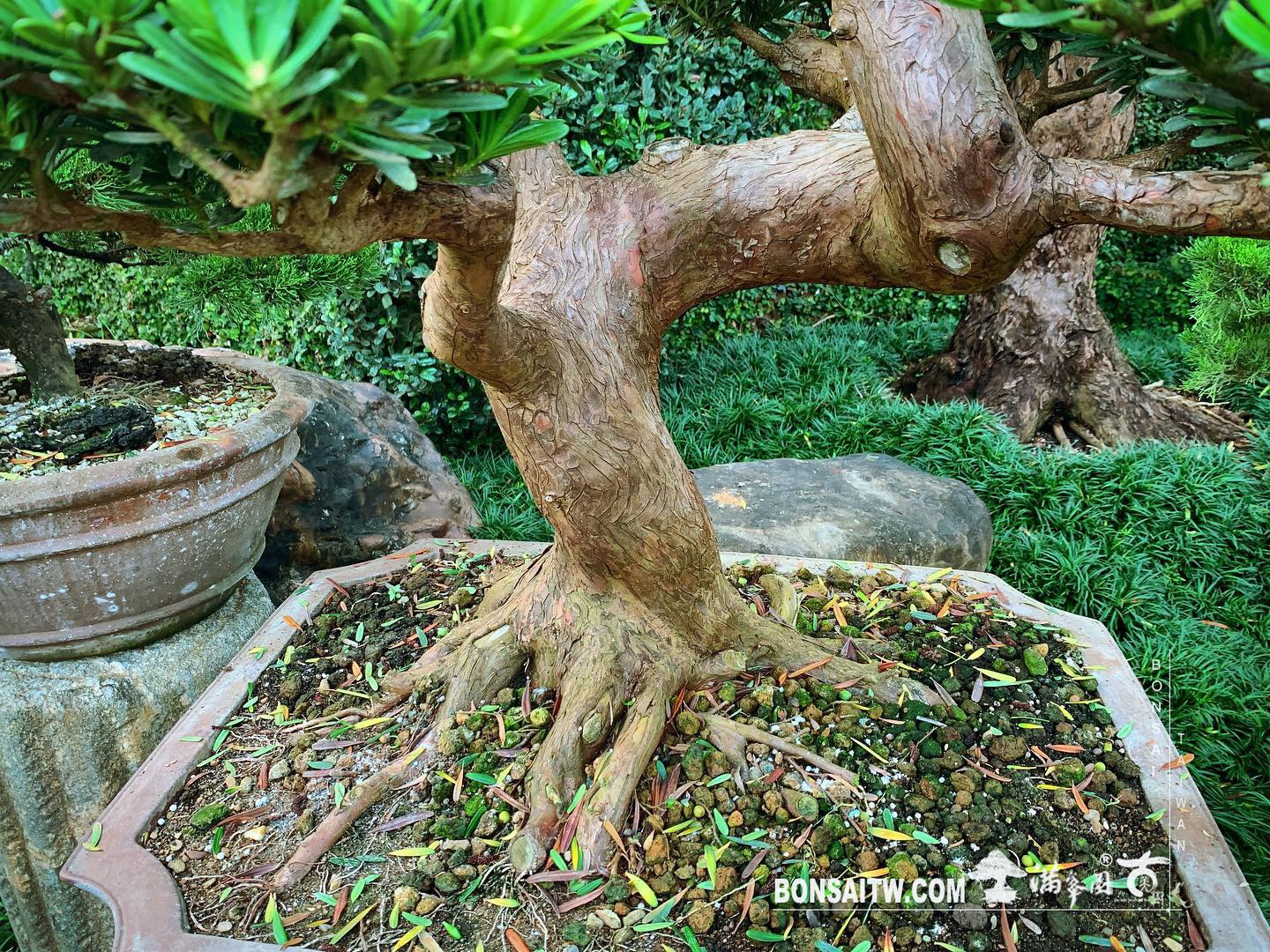 e022189e d05b 42f1 813d 95495b8ce40a [晶鑽羅漢松] 整理 晶鑽羅漢松(Diamond Podocarpus costalis)