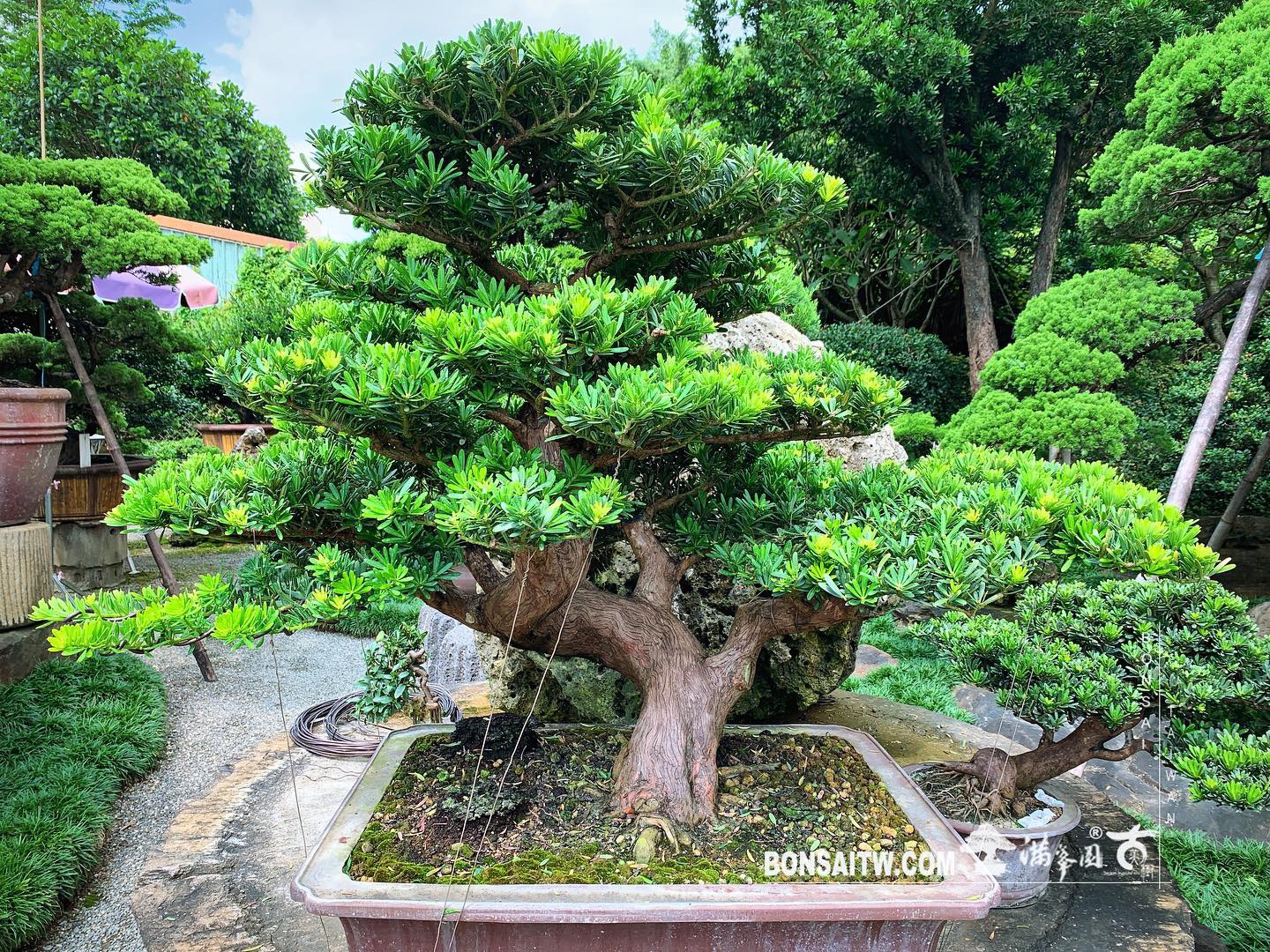 e0aae275 8a3c 4f60 a400 e4d2a6af68de [晶鑽羅漢松] 路很長，但有走就有機會抵達。 晶鑽羅漢松(Diamond Podocarpus costalis)