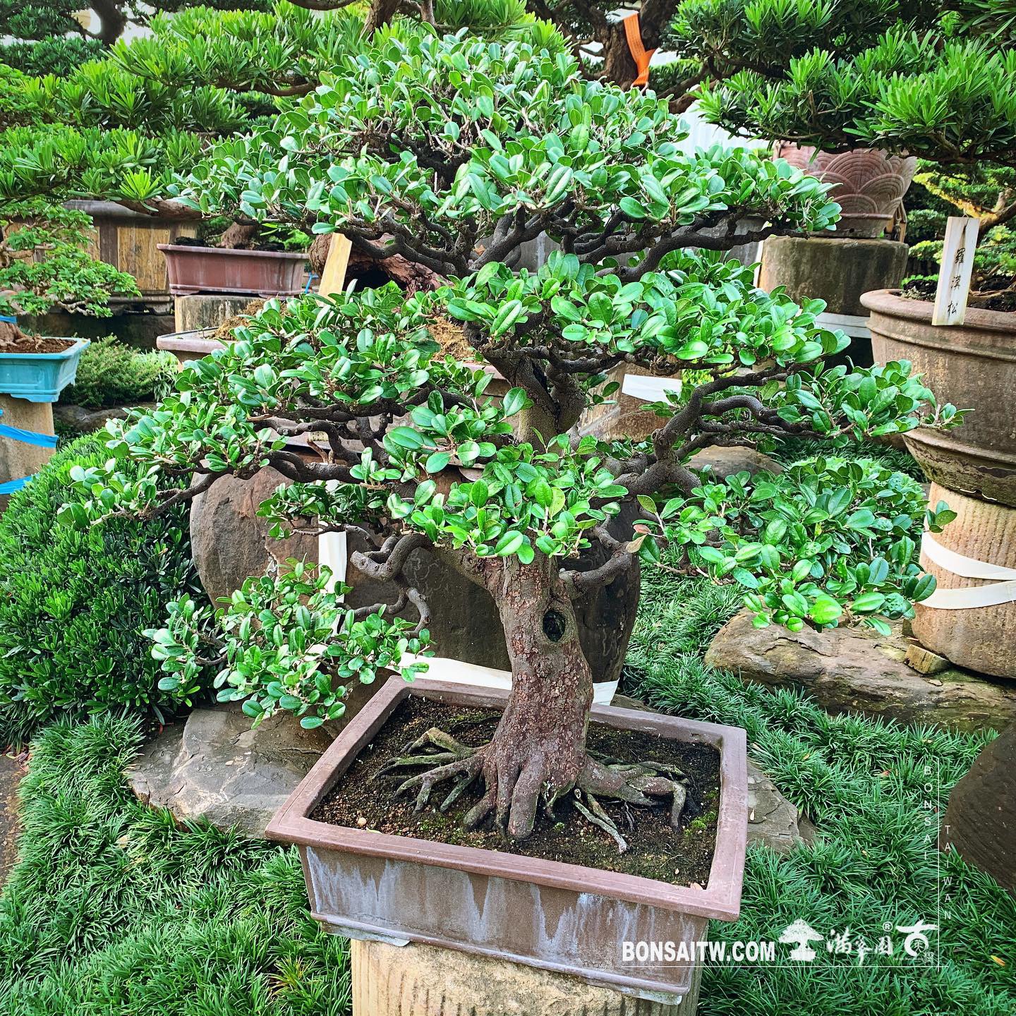 eb46028e 54bb 49df bc68 a67d9f16098d [象牙樹] 象牙樹也可以美美的