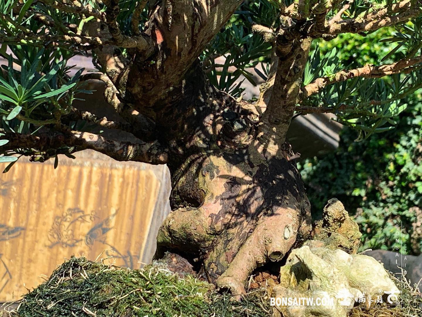 ec22999b 6a73 4c6d 9734 630120283c0d [雀舌羅漢松]換盆後四個月 羅漢松(Podocarpus costalis)