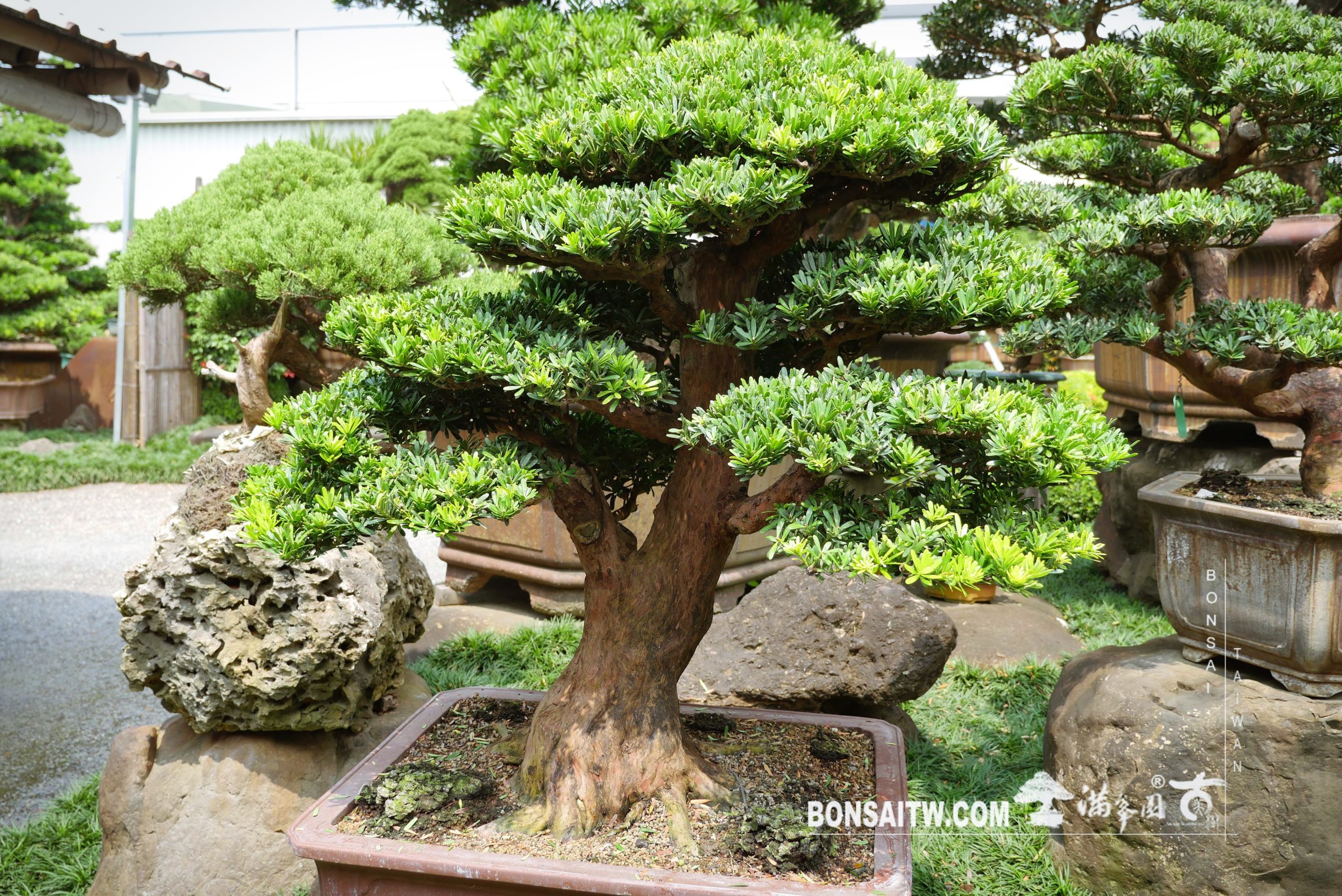 enlight522 [晶鑽羅漢松] 整理 晶鑽羅漢松(Diamond Podocarpus costalis)