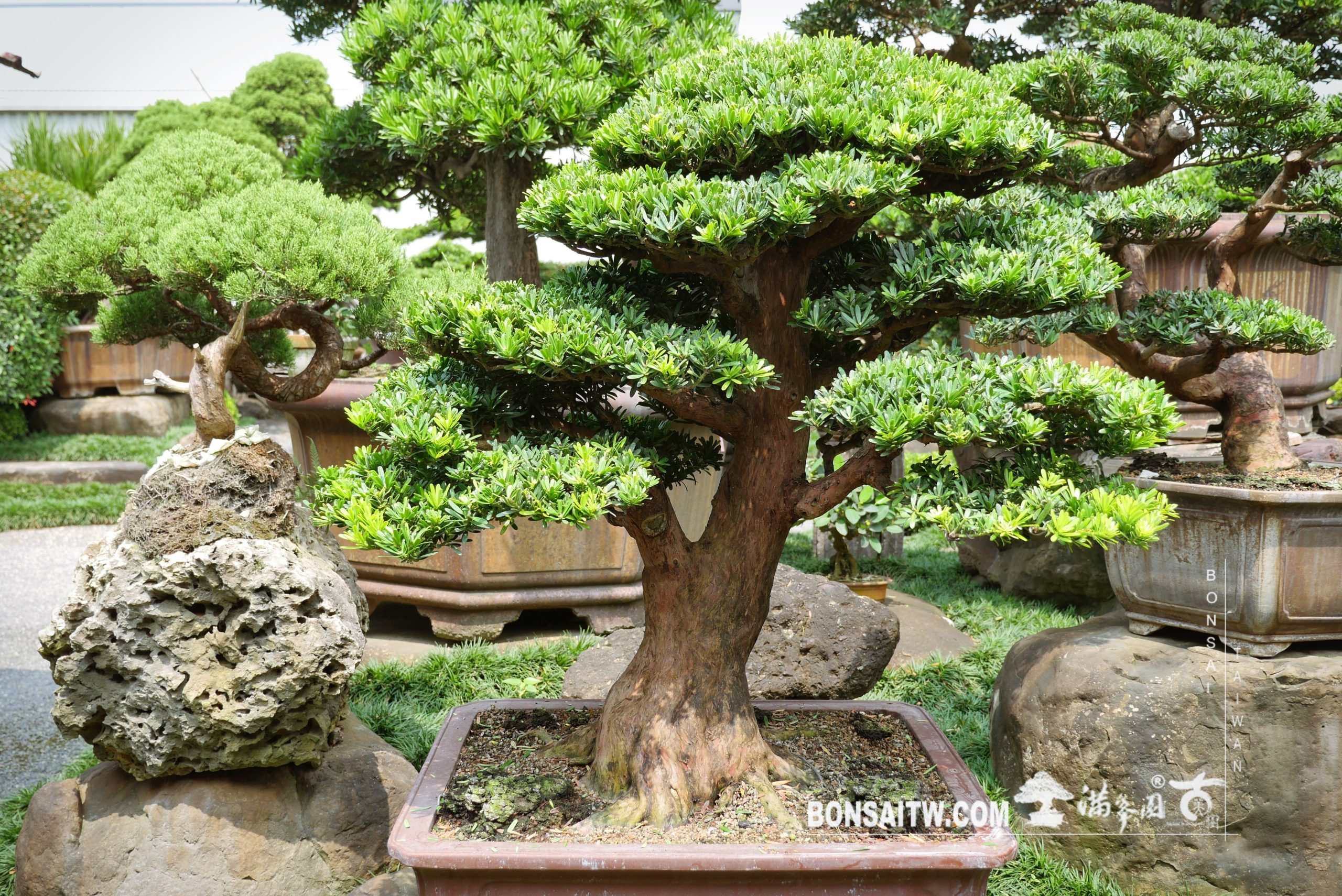 enlight524 [晶鑽羅漢松] 整理 晶鑽羅漢松(Diamond Podocarpus costalis)