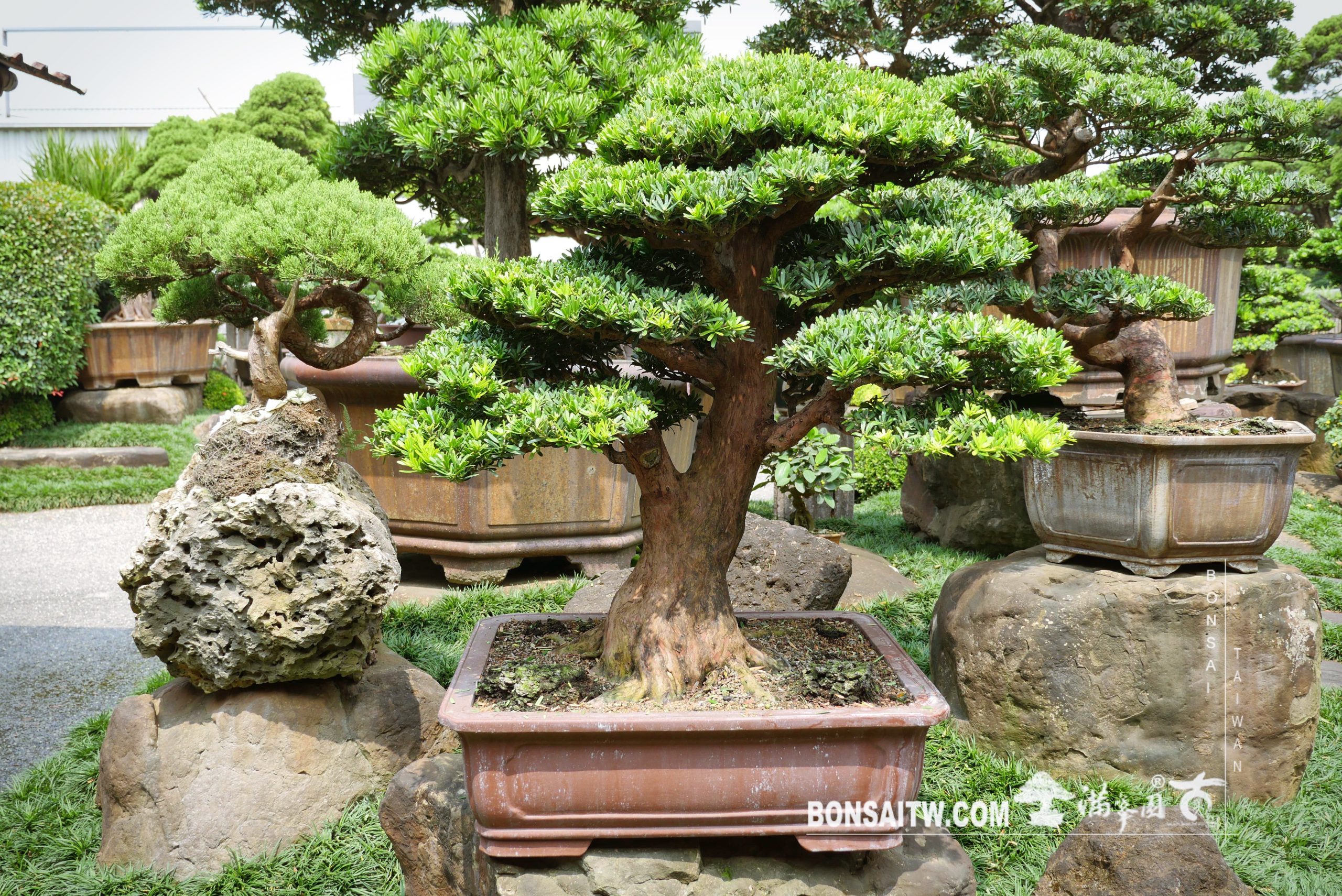 enlight525 [晶鑽羅漢松] 整理 晶鑽羅漢松(Diamond Podocarpus costalis)