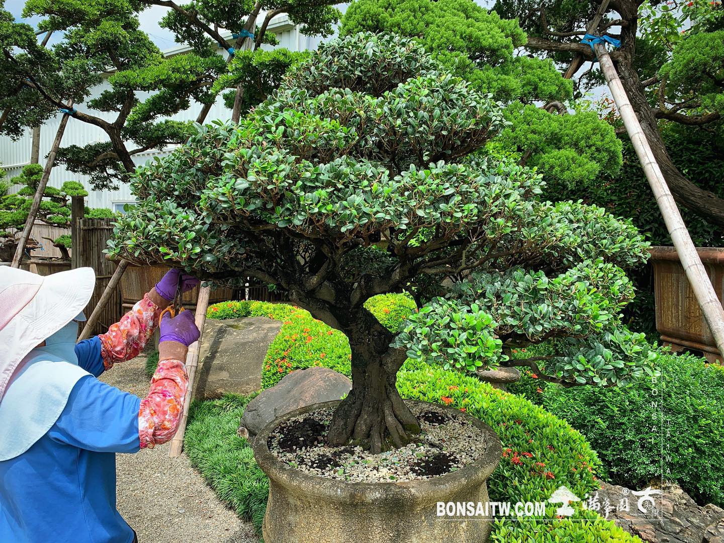 f70d2c66 b64c 45db 8d19 afe3b67b423e [象牙樹] 整理 我們的作品(Our Design)