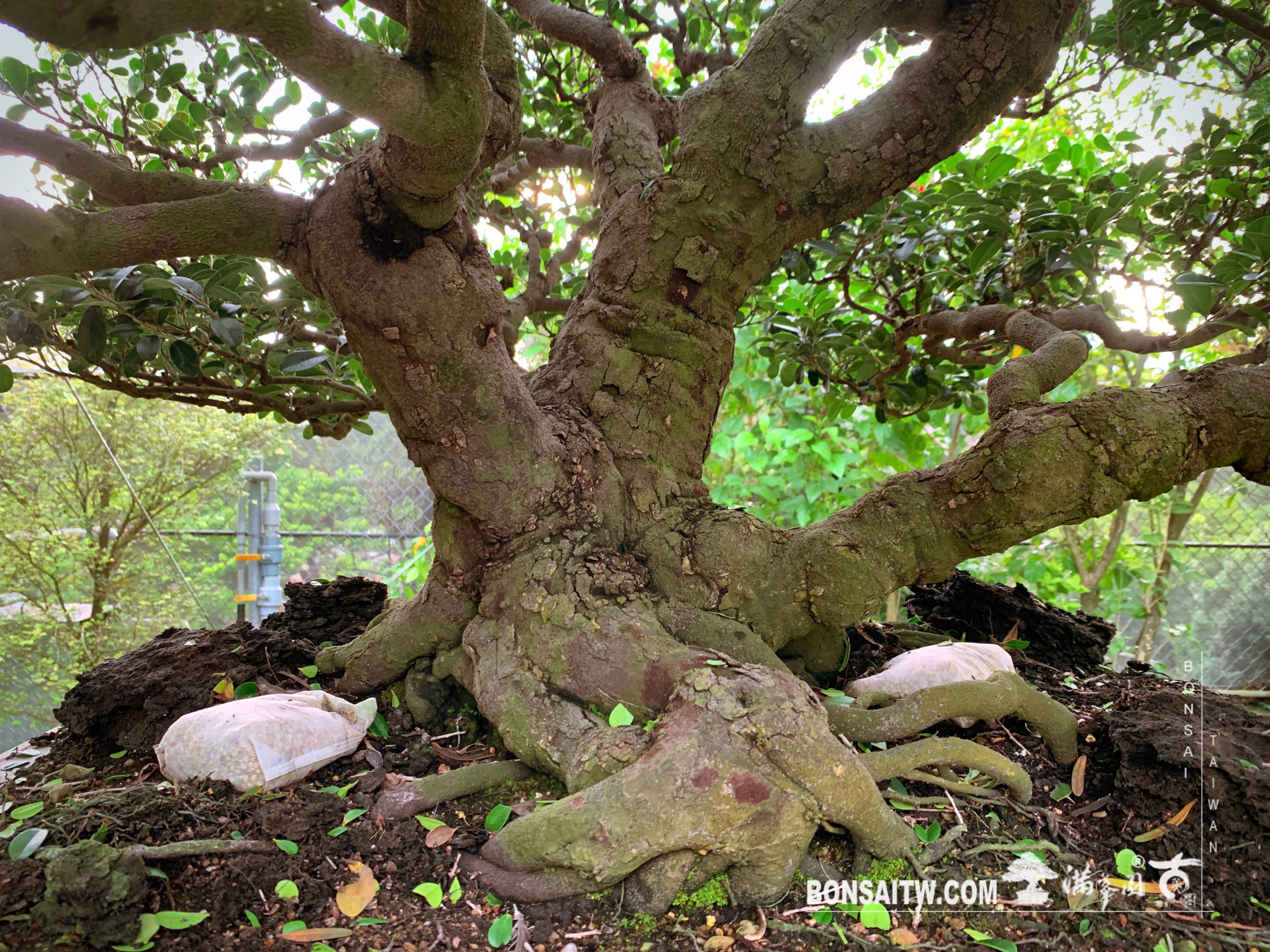 img 1027 [象牙樹]整理