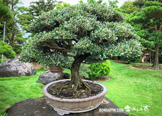 img 1505 [象牙樹] 整理 象牙樹(Diospyros ferrea)