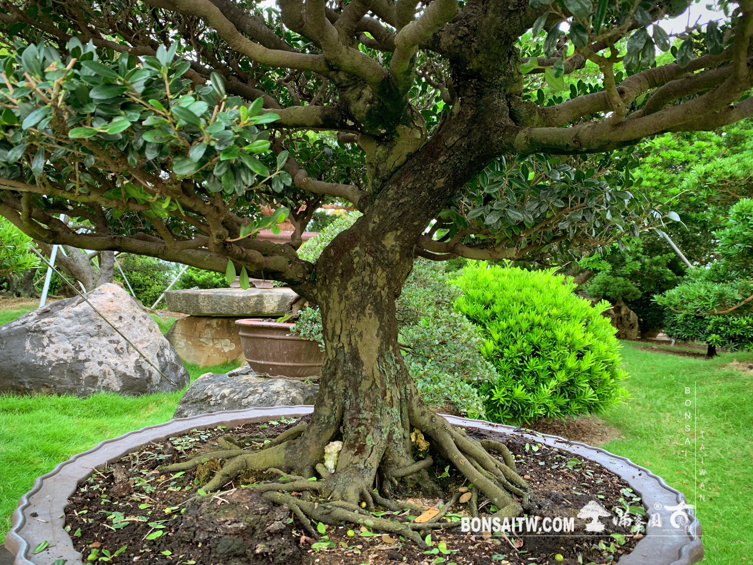 img 1506 [象牙樹] 整理