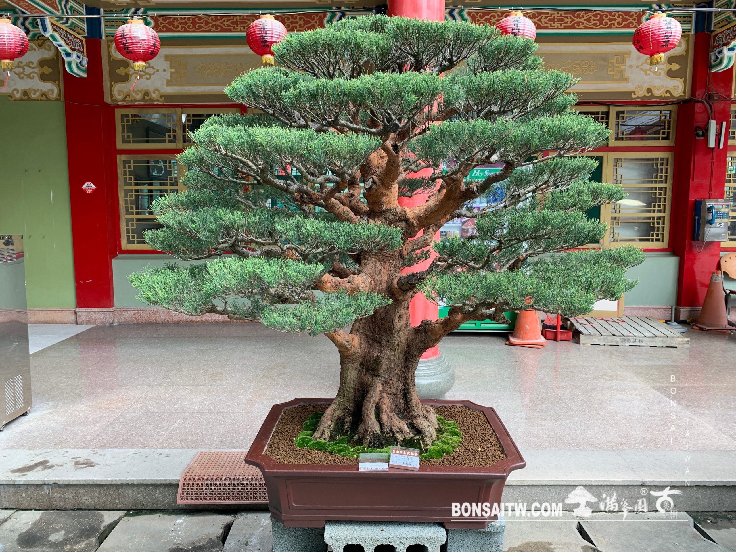 img 2176 [展覽] 2019台南市盆栽大賽暨書畫聯展