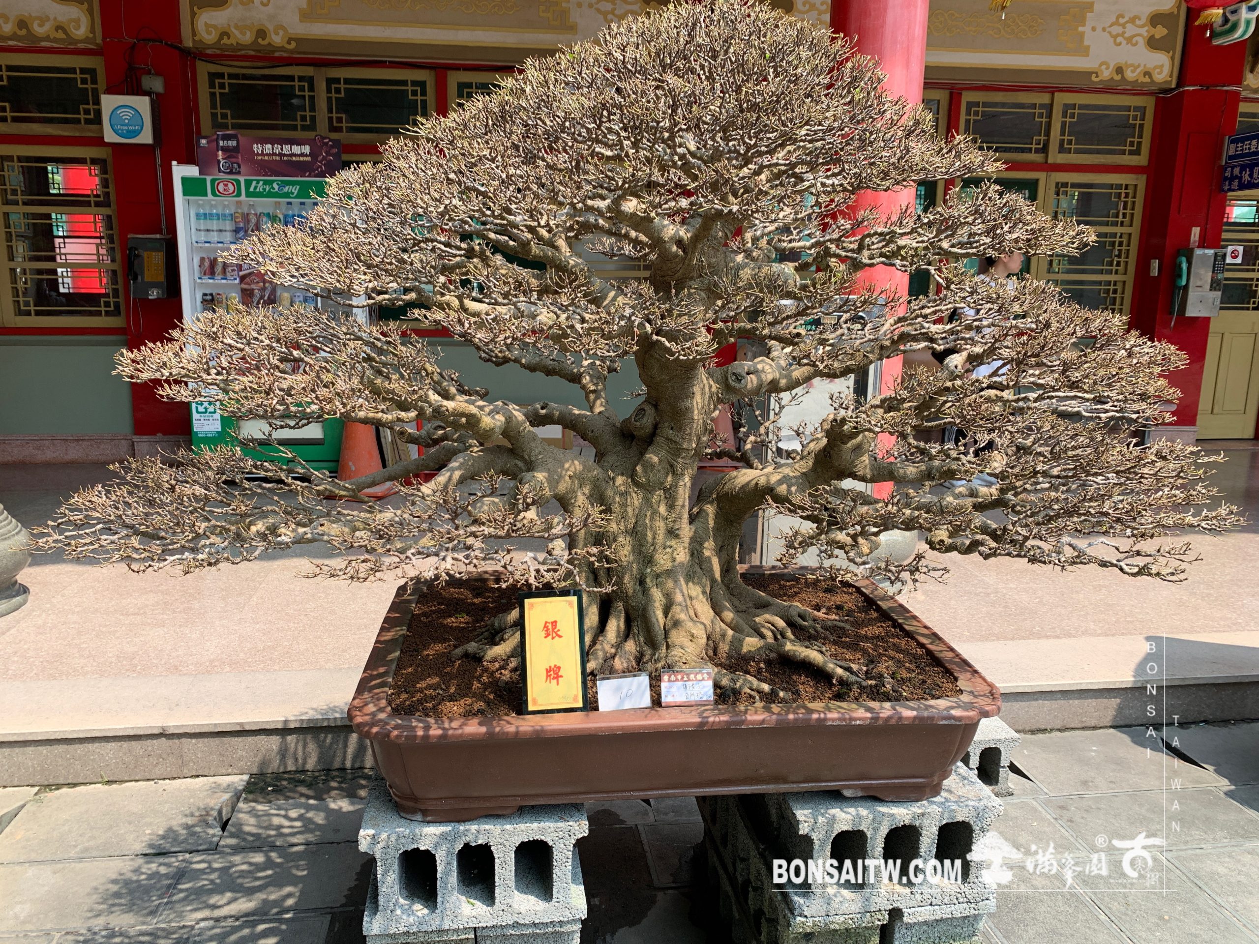 img 2177 [展覽] 2019台南市盆栽大賽暨書畫聯展