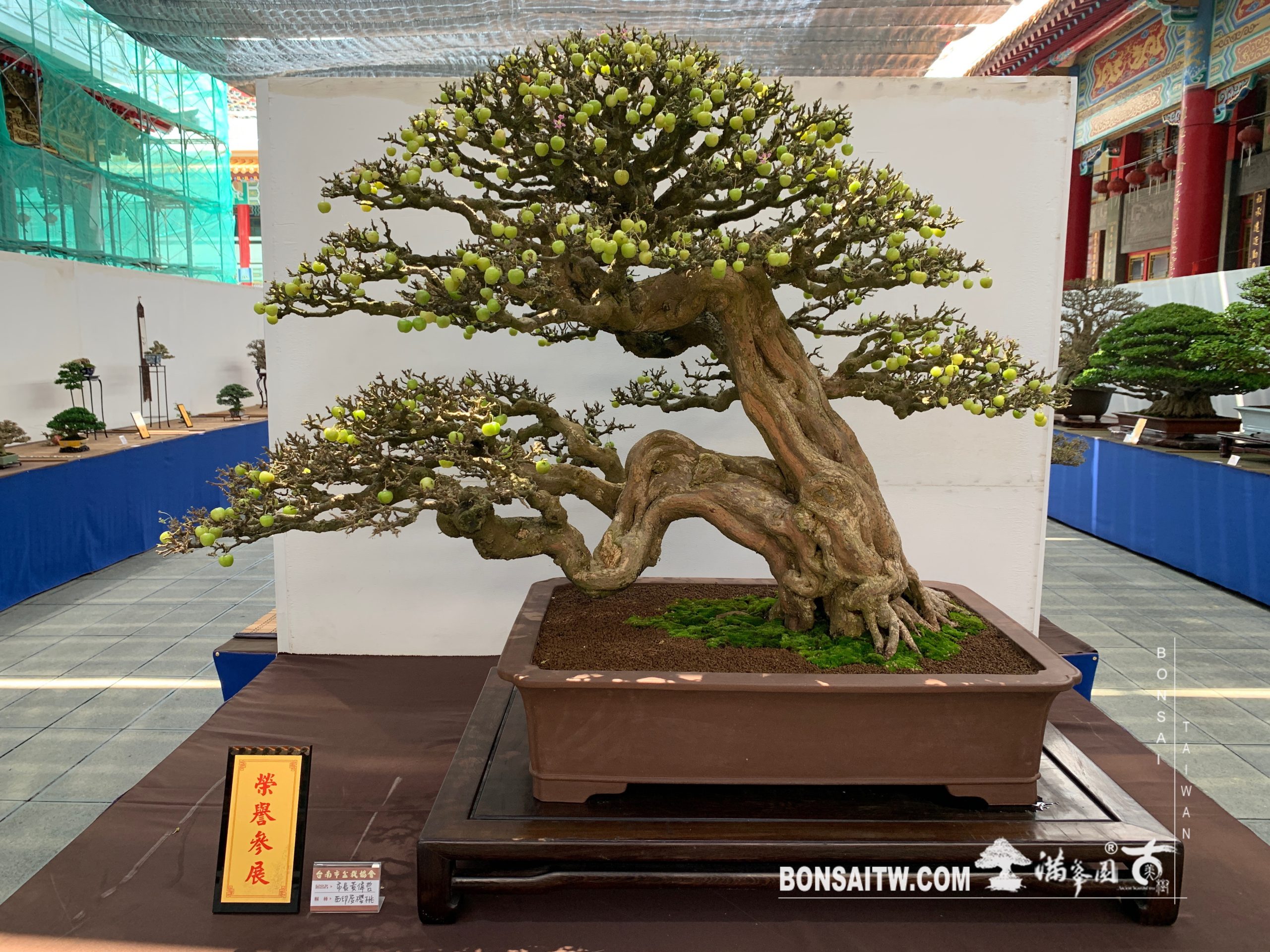 img 2179 1 [展覽] 2019台南市盆栽大賽暨書畫聯展