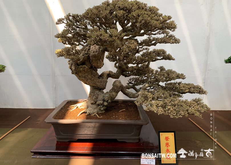 img 2181 [展覽] 2019台南市盆栽大賽暨書畫聯展