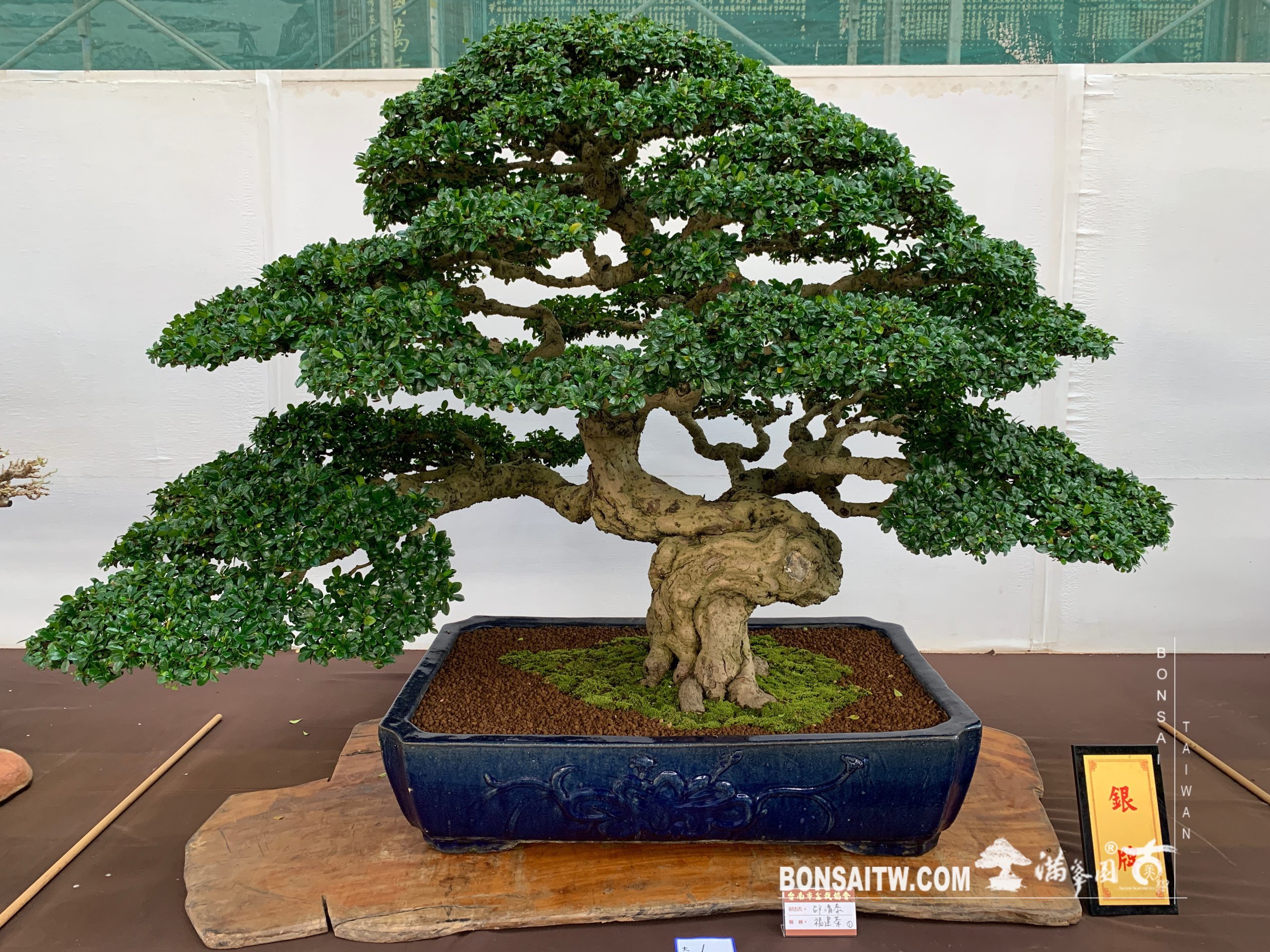 img 2190 [展覽] 2019台南市盆栽大賽暨書畫聯展