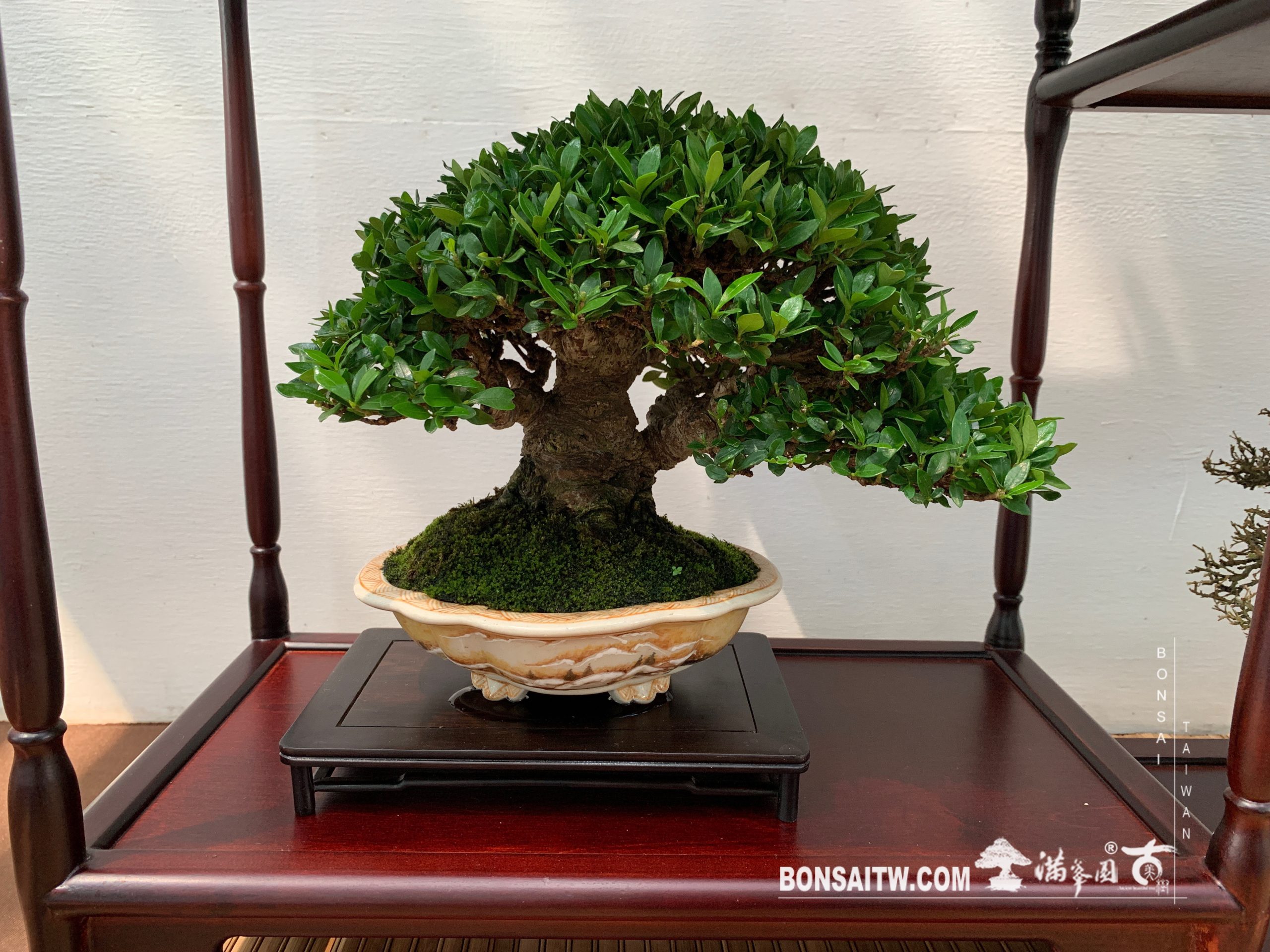 img 2193 [展覽] 2019台南市盆栽大賽暨書畫聯展