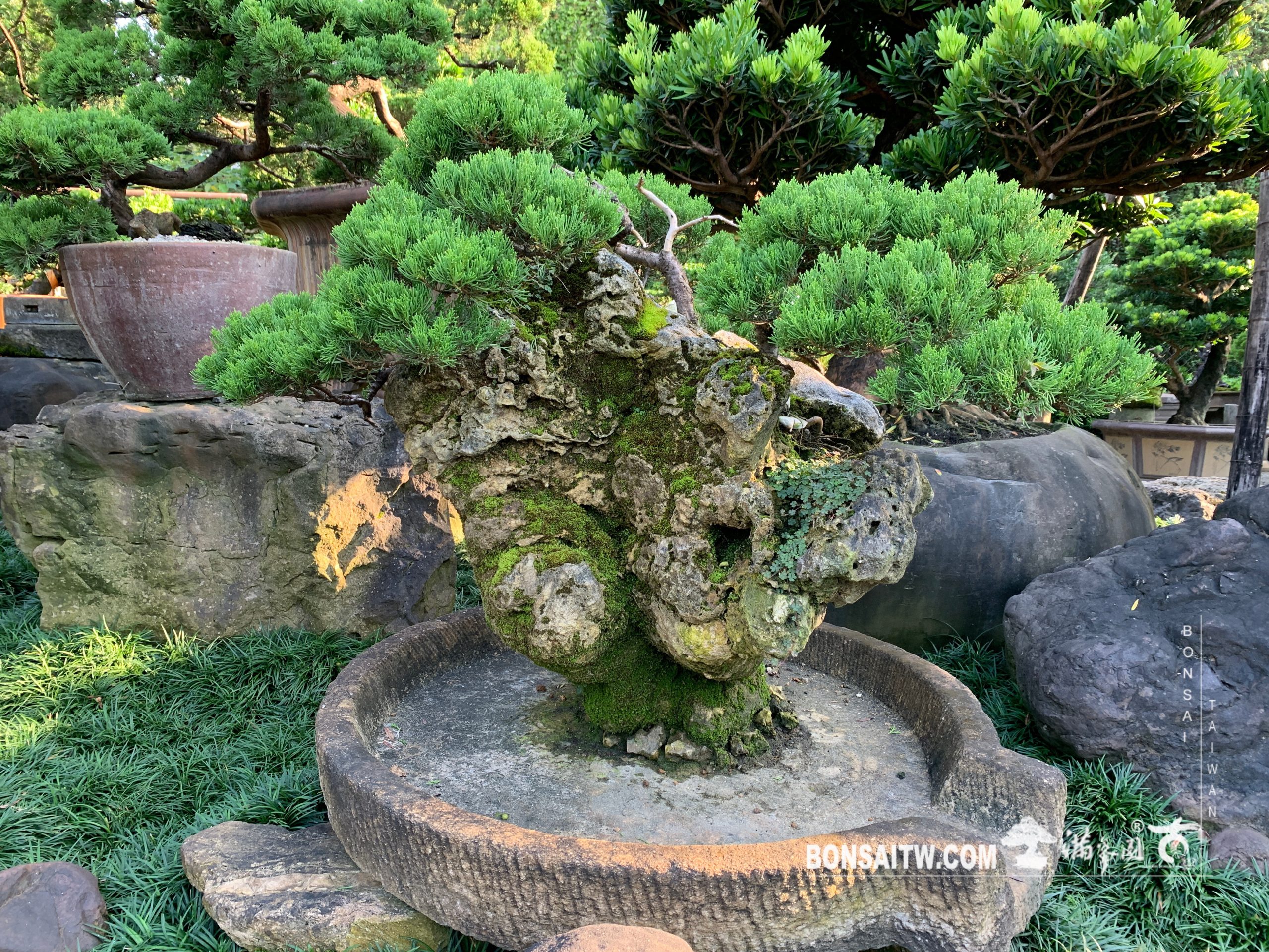 img 2221 [樹石共生之趣]走過必留下痕跡，趣味。 Rock with tree