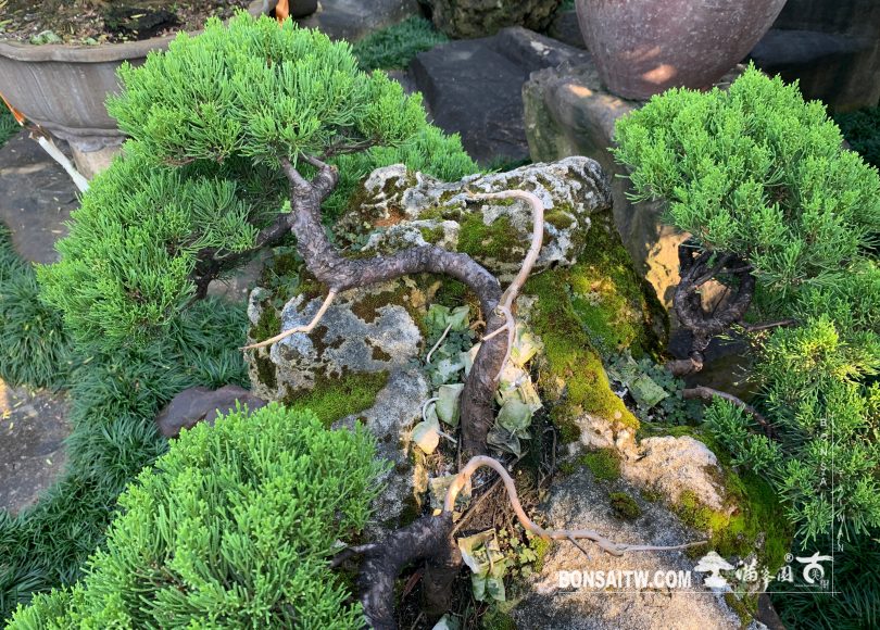 img 2222 [樹石共生之趣]走過必留下痕跡，趣味。 Rock with tree