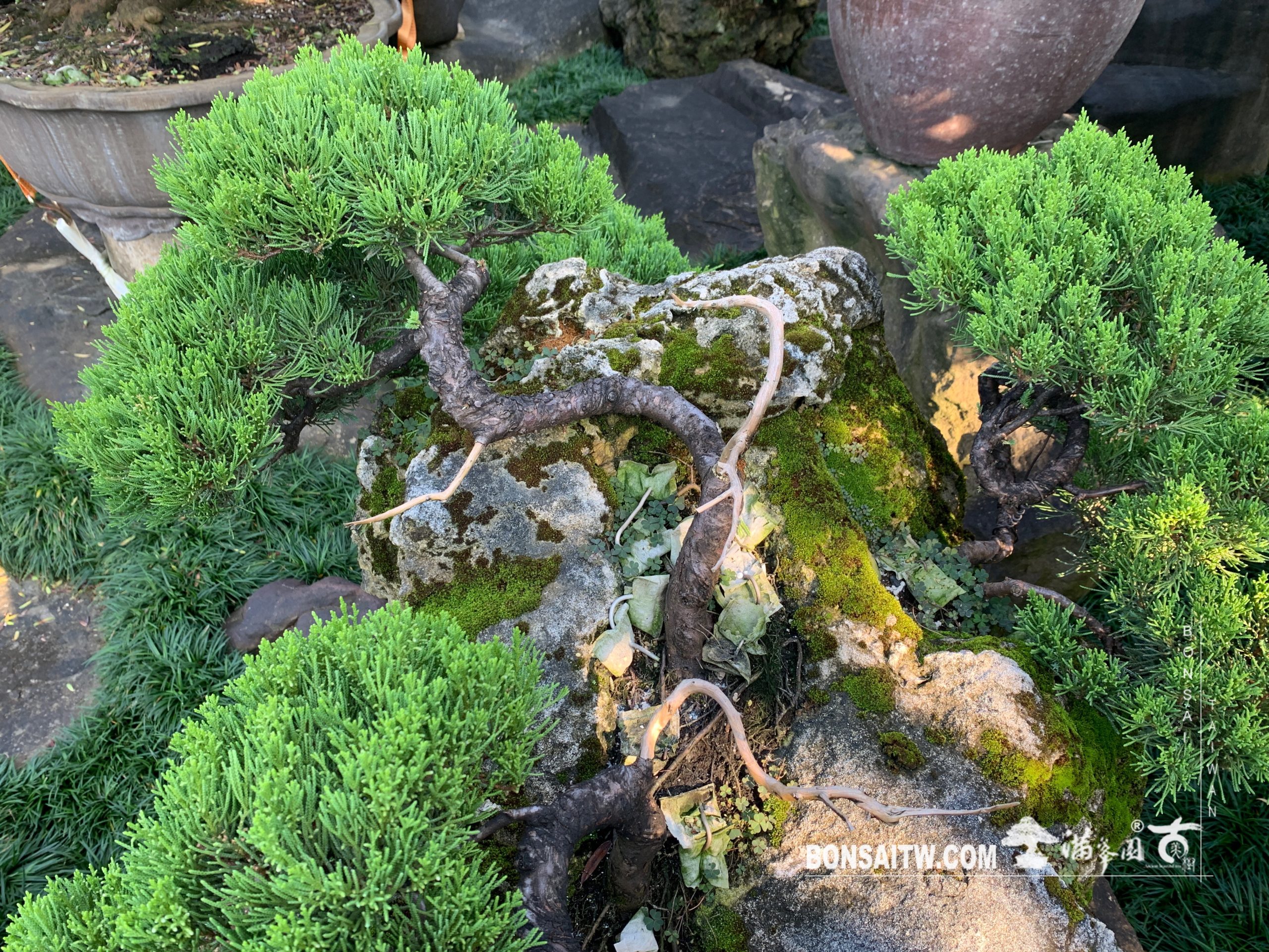 img 2222 [樹石共生之趣]走過必留下痕跡，趣味。 Rock with tree