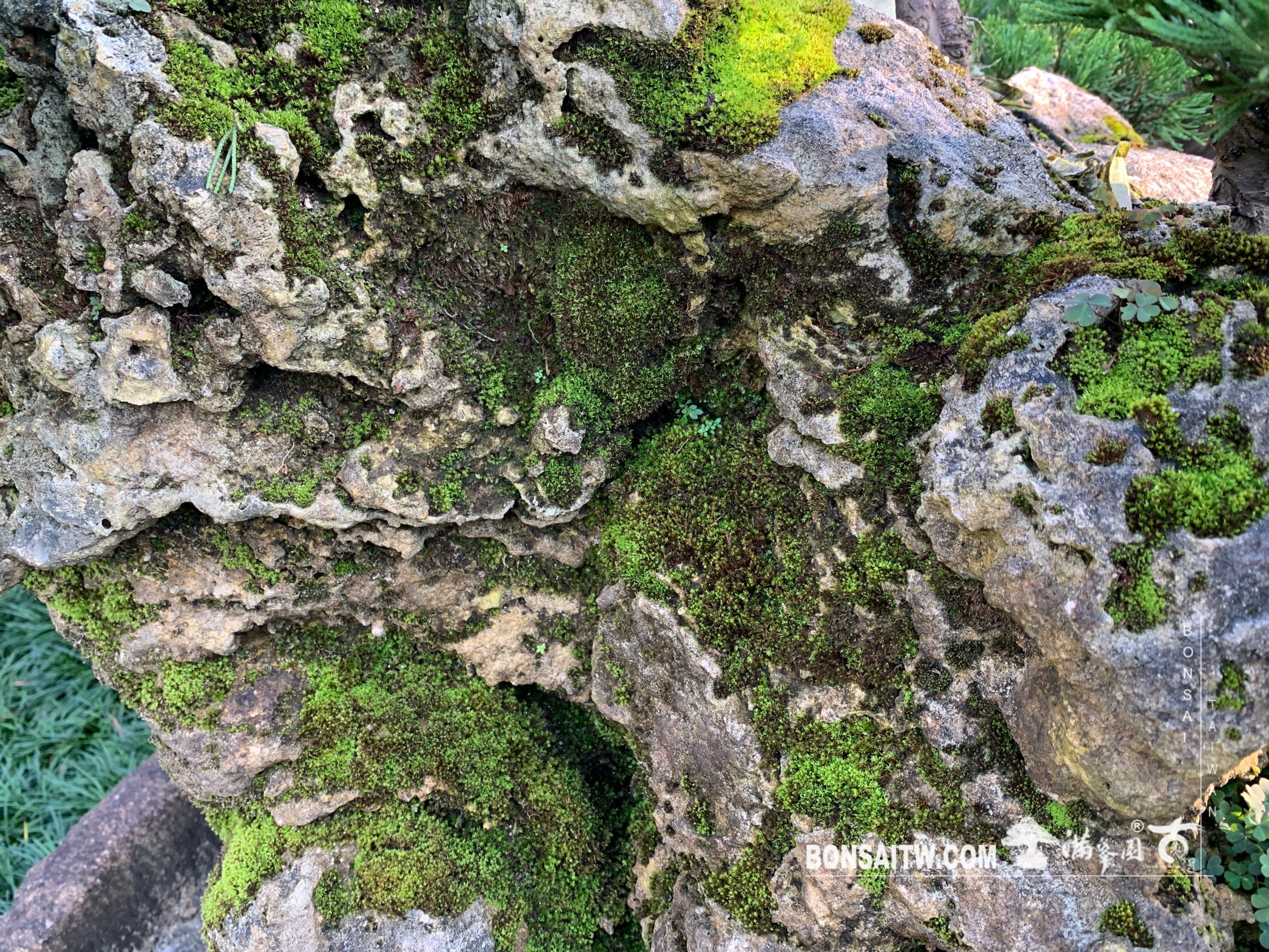 img 2224 [樹石共生之趣]走過必留下痕跡，趣味。 Rock with tree