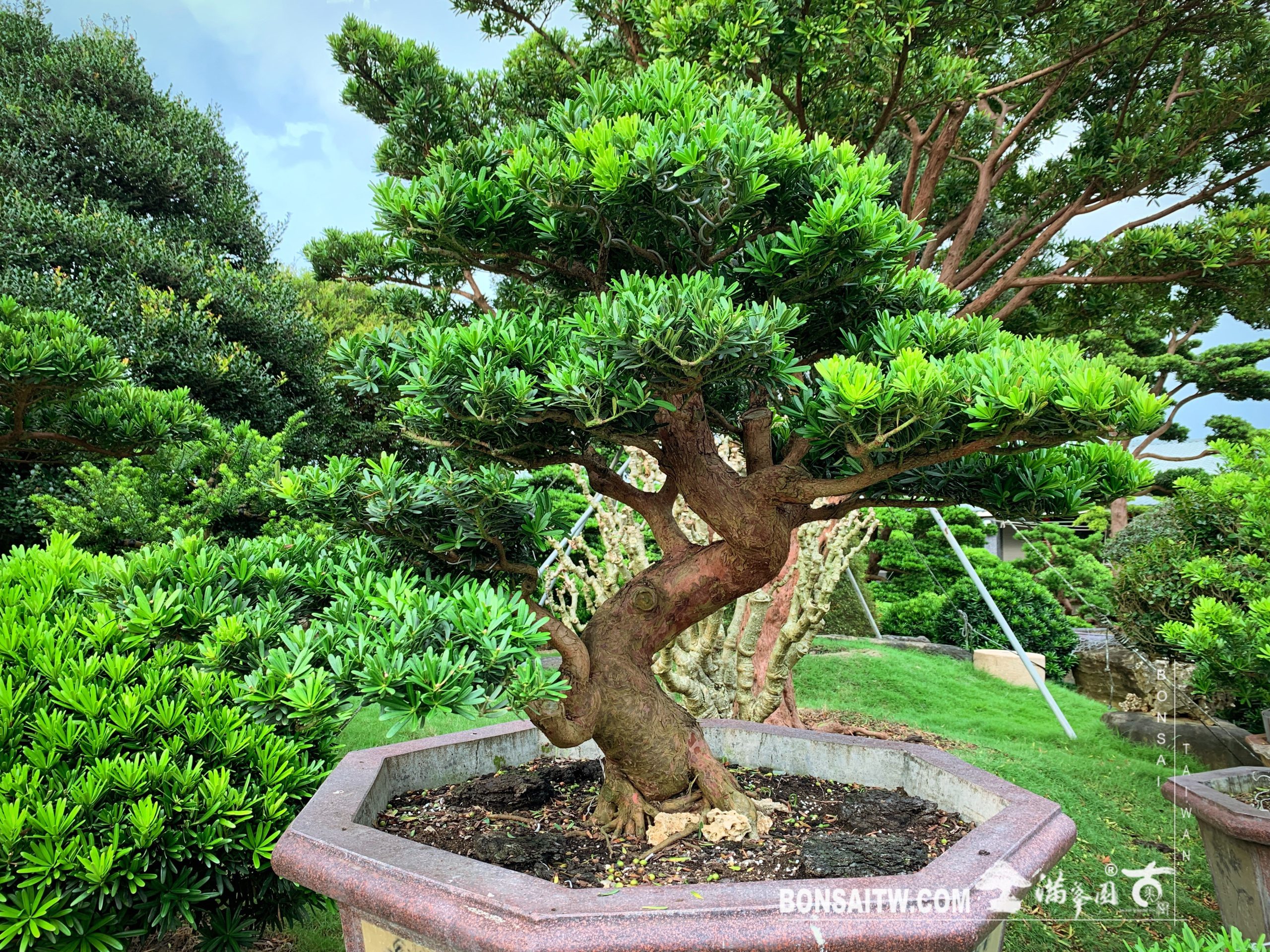 img 2301 [晶鑽羅漢松] 整理 晶鑽羅漢松(Diamond Podocarpus costalis)